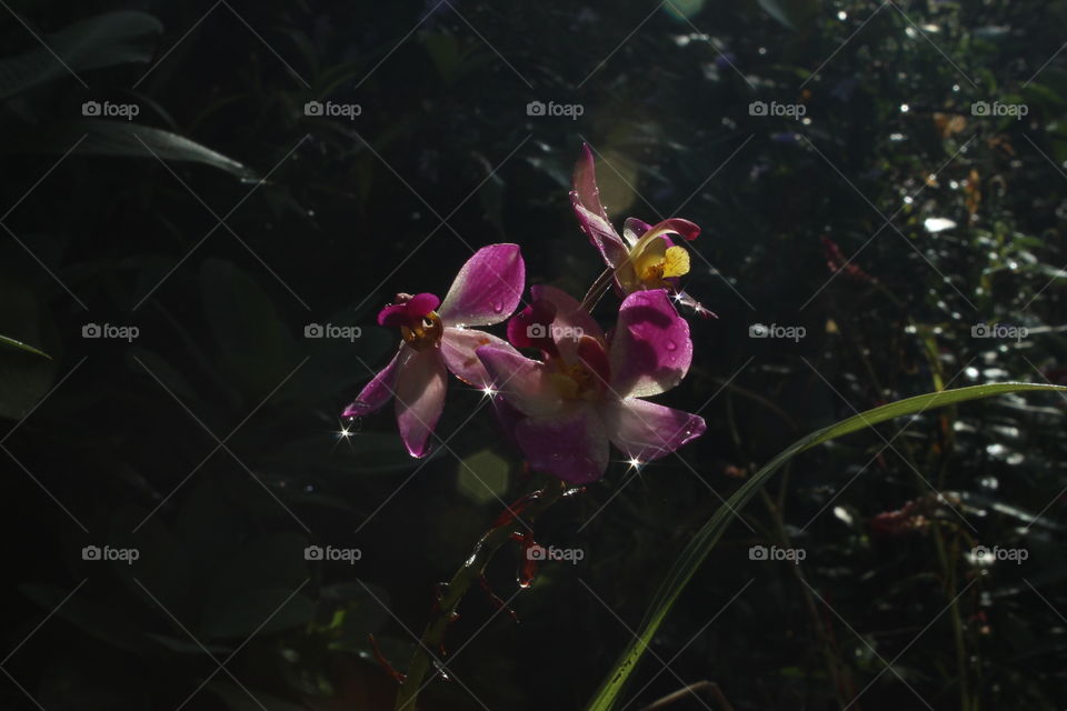 Today morning photography from my home garden