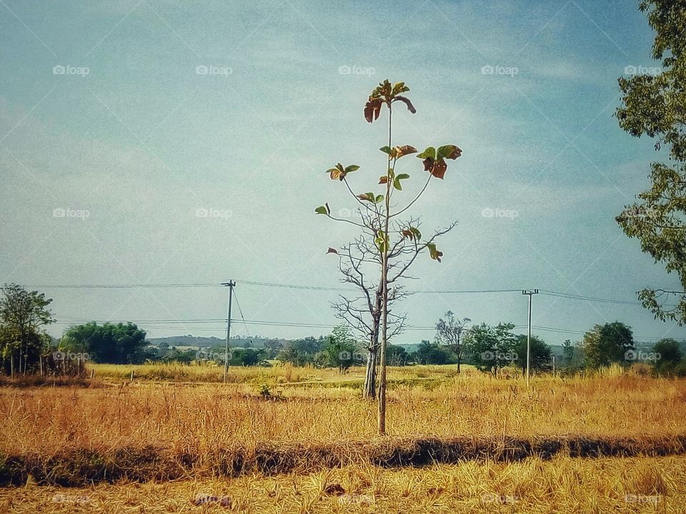 tree,sky,field,landscape