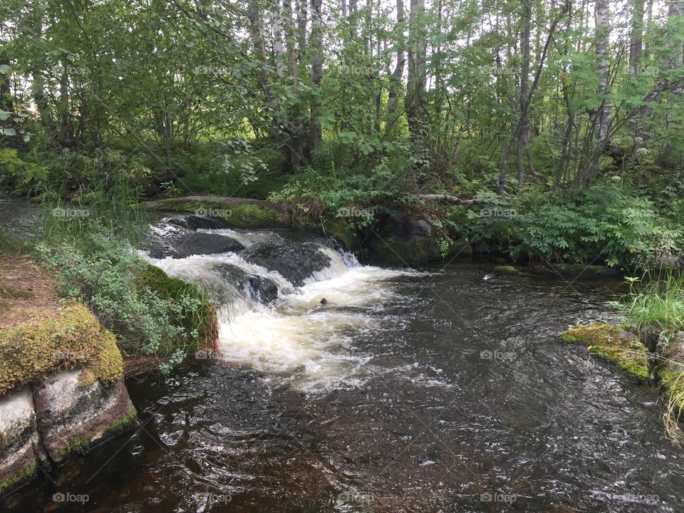 River and forest 