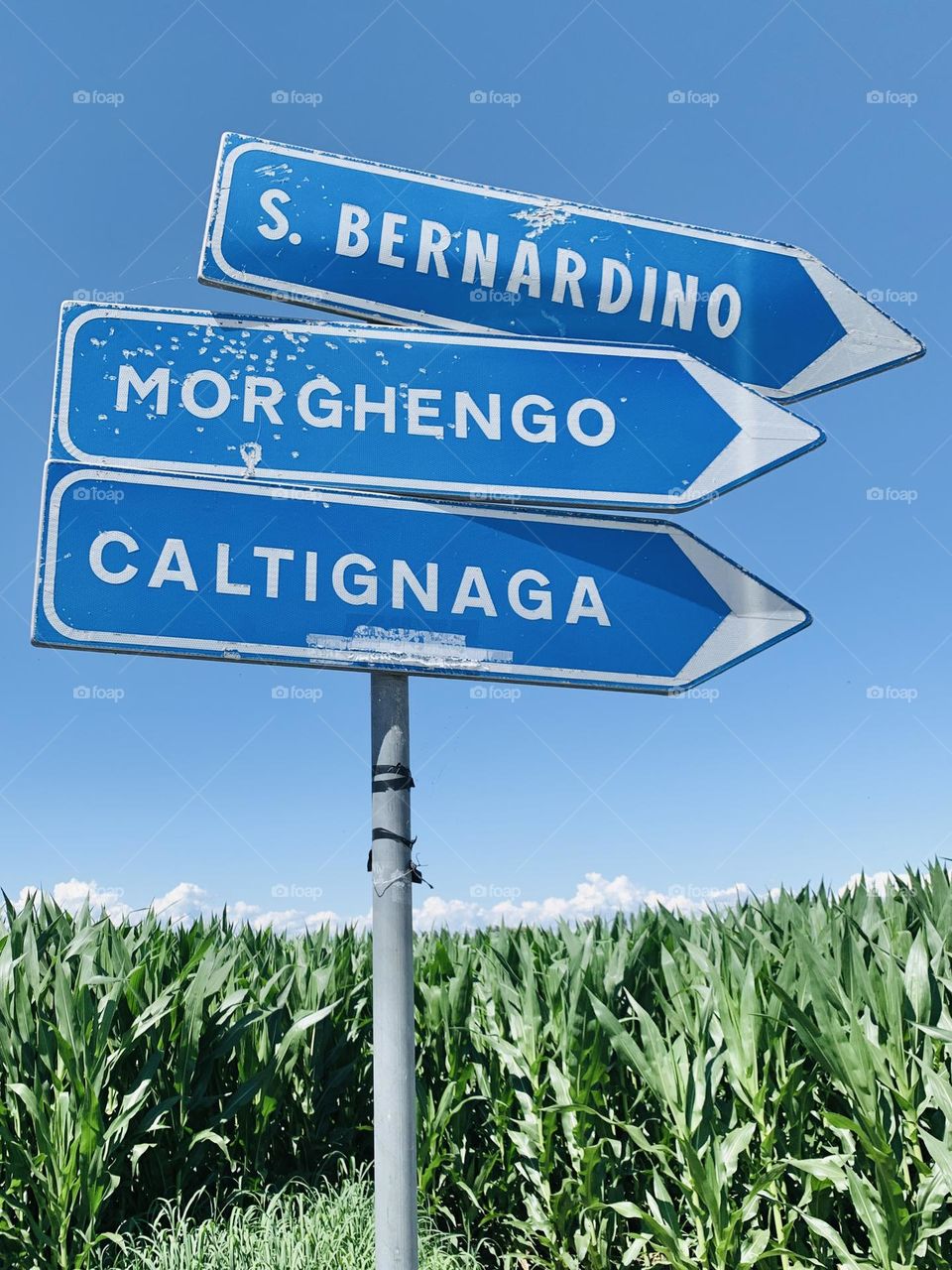 signs of the Po Valley, against the backdrop of a maize field