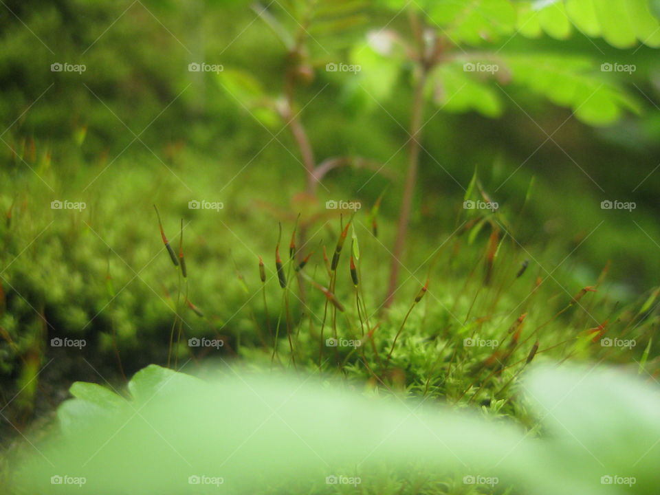 Moss-Mildew-Lumut-Weed