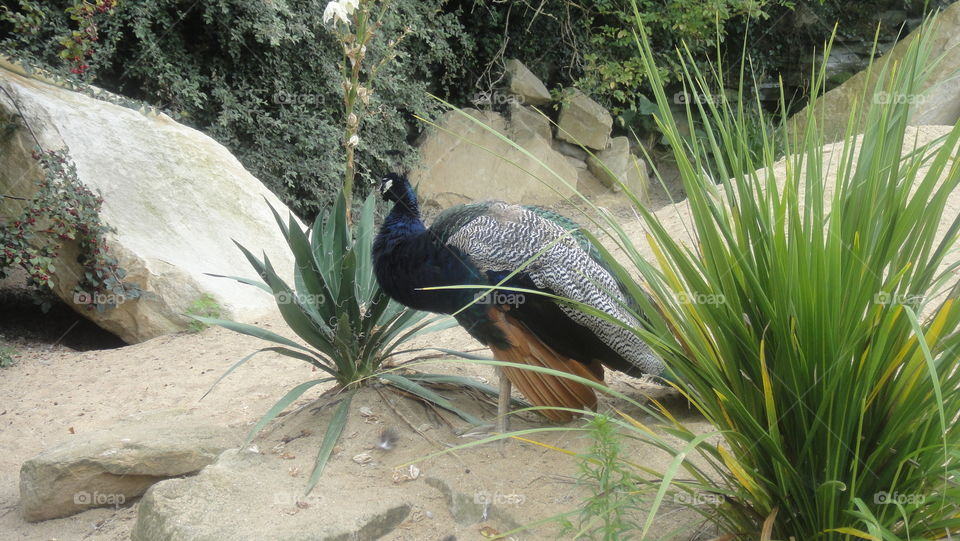 Peacock at a Dublin zoo