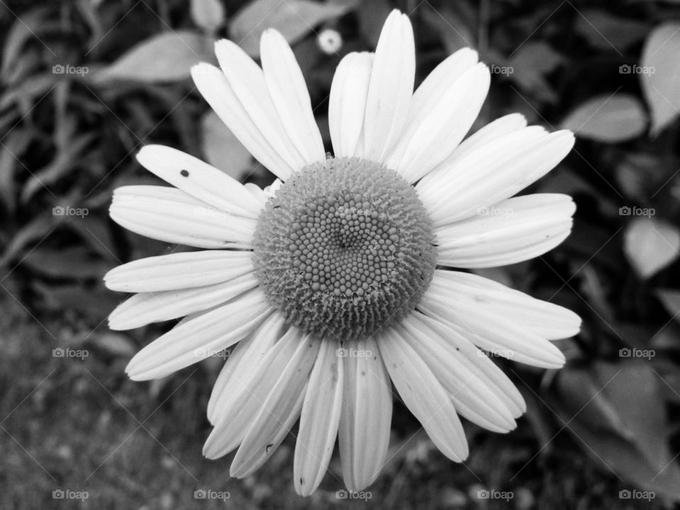 Dainty Daisy #2