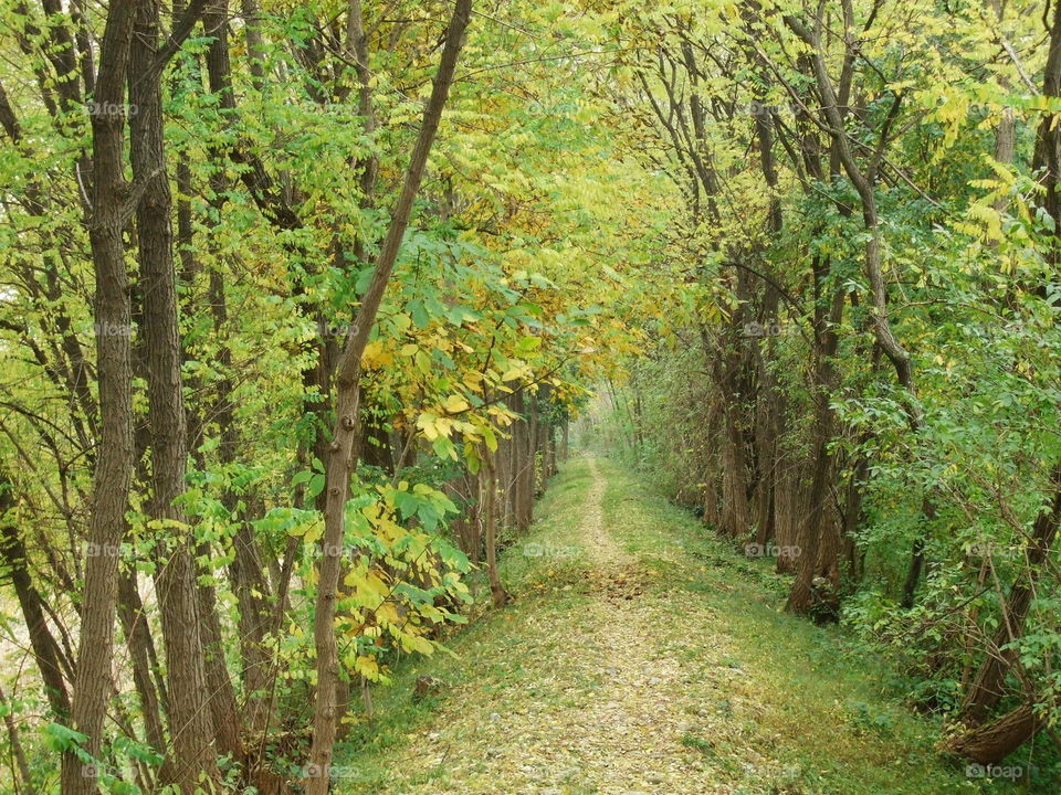 fall along the bank of the creek