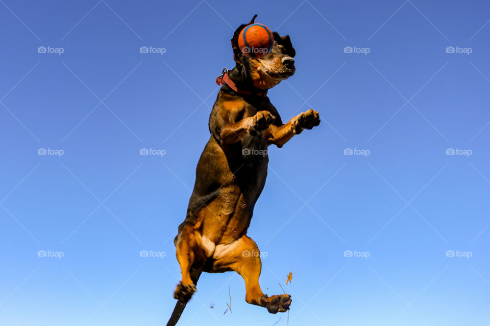 It's spring - see the playing Dog