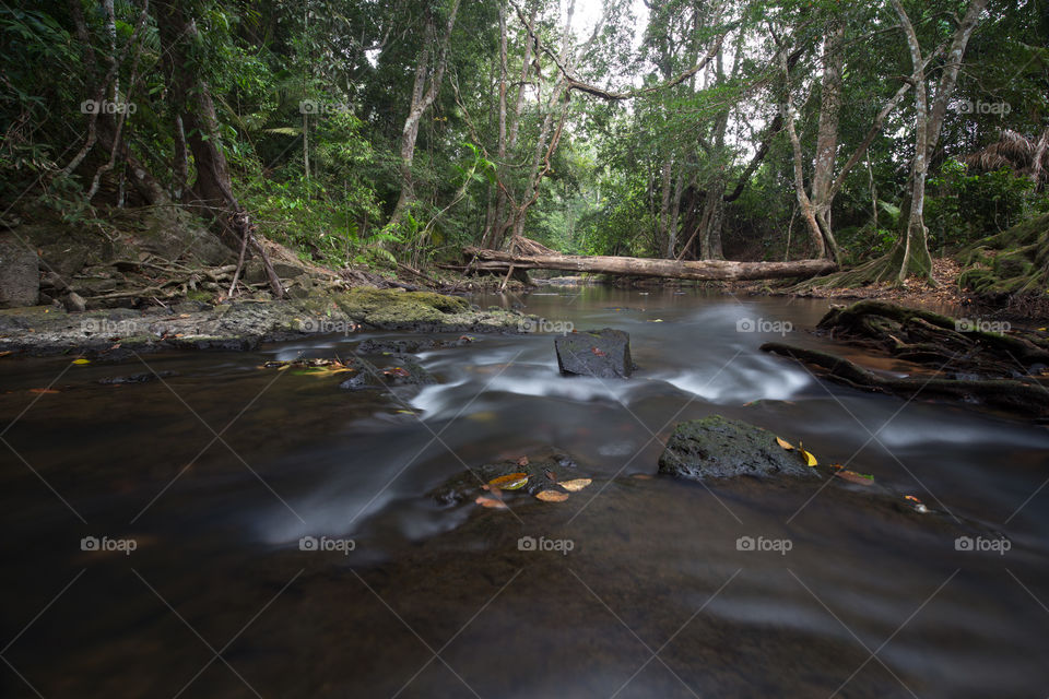 Pond in the forest 