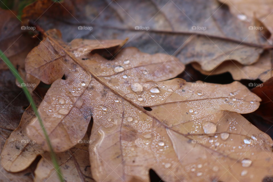 Brown autumn leave with raindrops