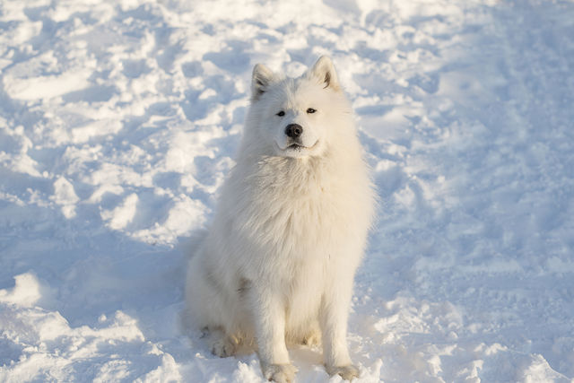 Samoyed dog sitting on snow