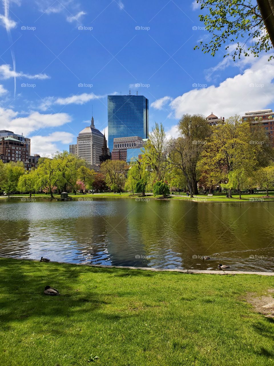 Peaceful and serene. A quaint pond with rich history. Famous, at a different angle, for it's 'Good Will Hunting' appearance. Water with a small Boston skyline in the background.