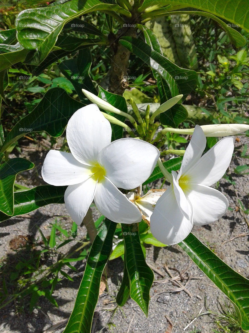 flores brancas