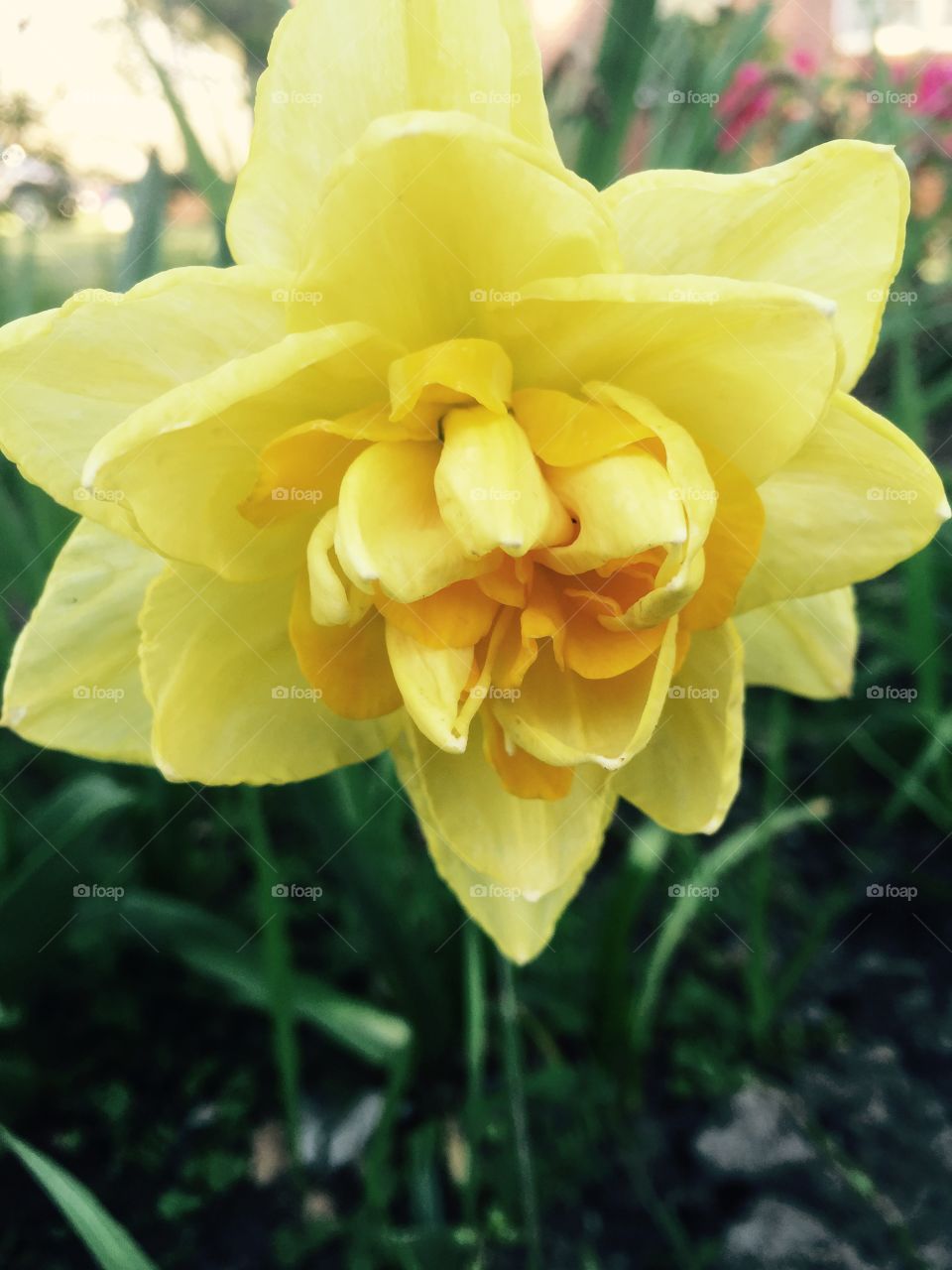 Fancy daffodil with yellow and peach color in center making a very nice closeup from my garden.