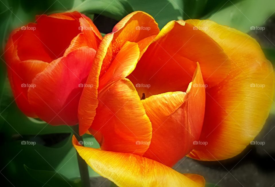 Tulip on fire
