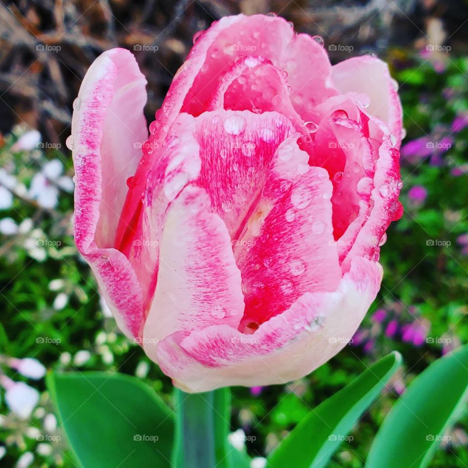 Pink lace leaf tulip after the rain
