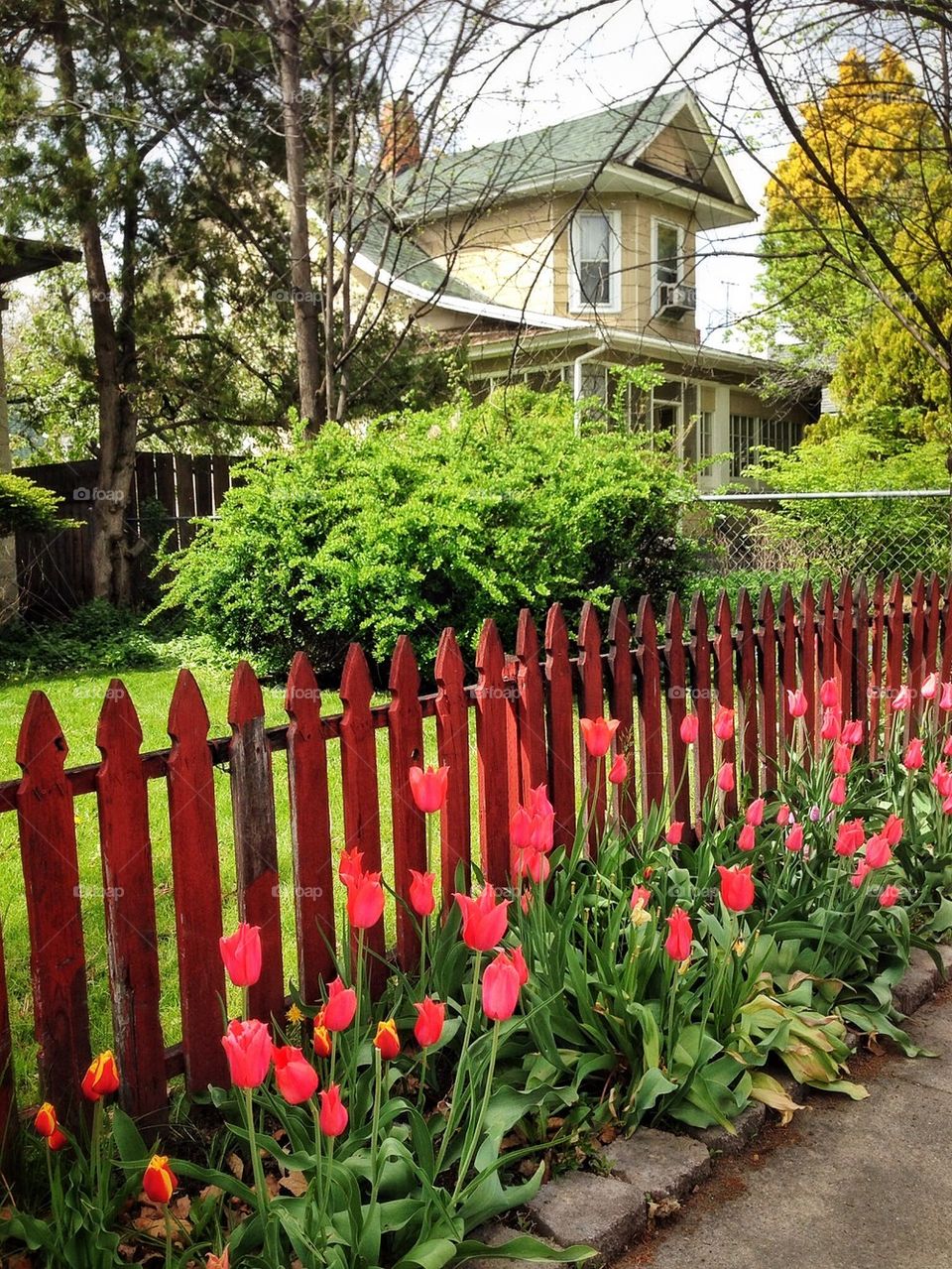 Blooms by the Fence