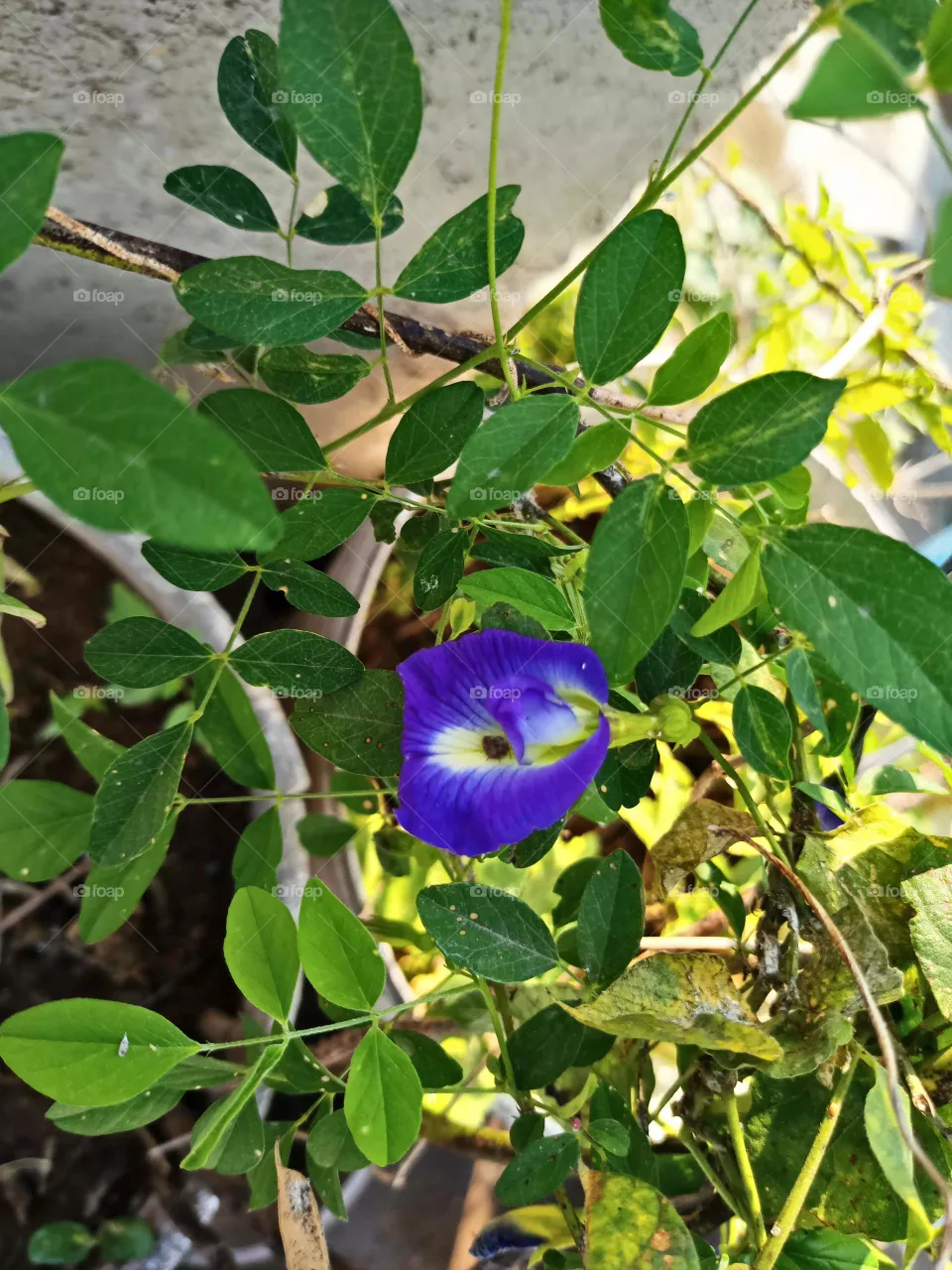 shanku flower