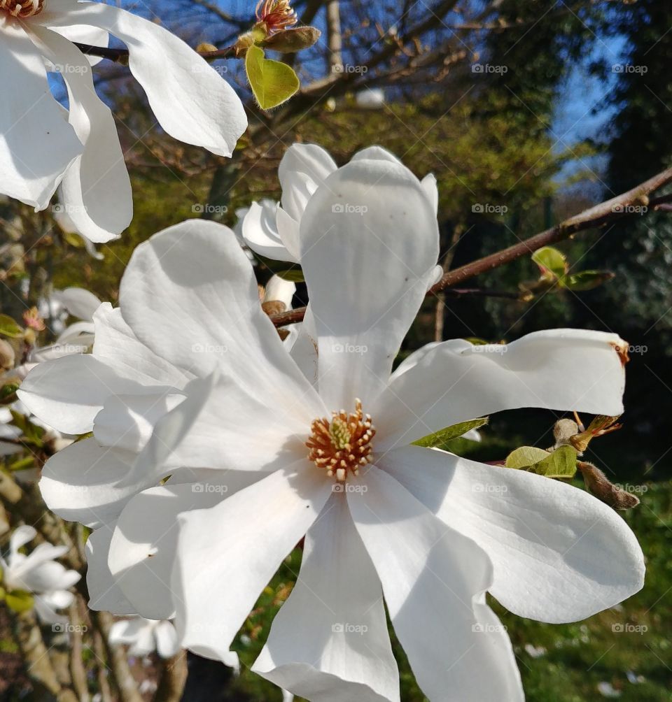 blume blühten weisse Baum