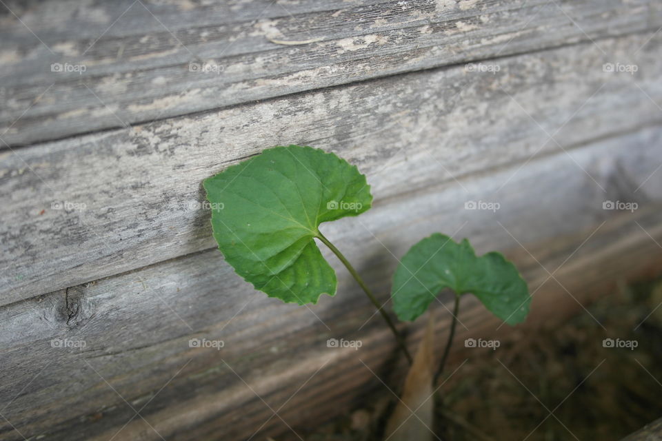 Leaves on a wood background 