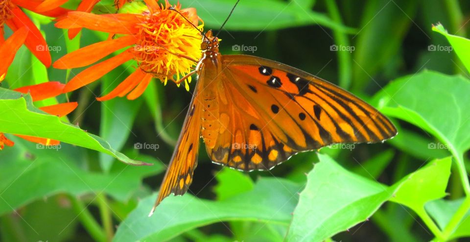 Gorgeous orange butterfly 