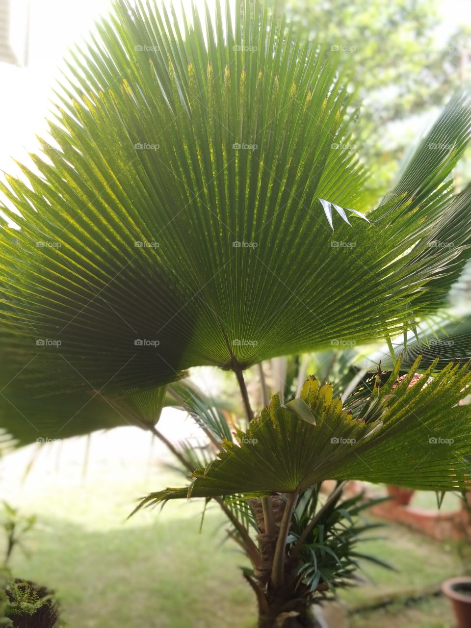 palm leafs