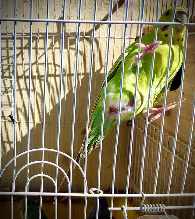 Pregnant bird 