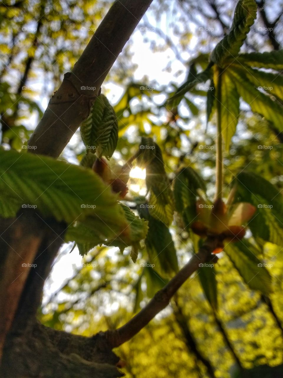 Catch the moment in the morning!