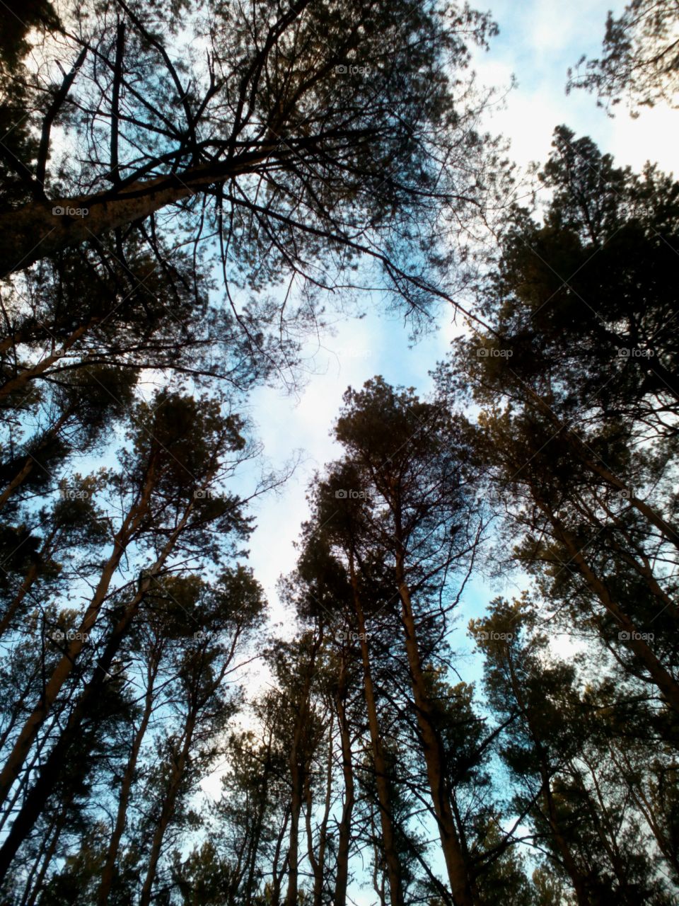 Low angle view of trees against sky