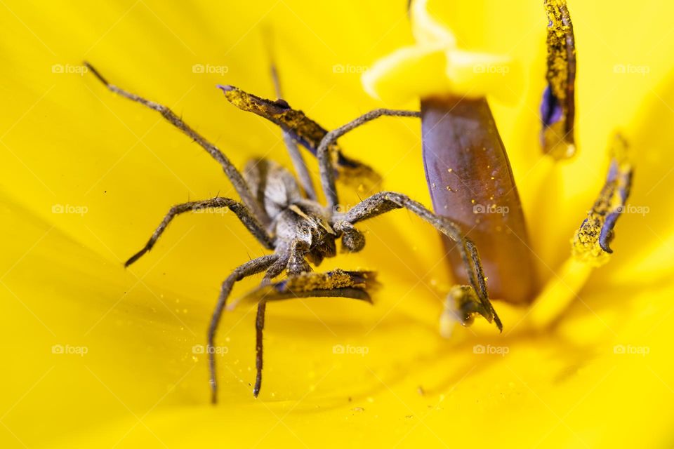 A macro portrait of a nursery web spider. the insect was trapped in the flower of a yellow tullip.