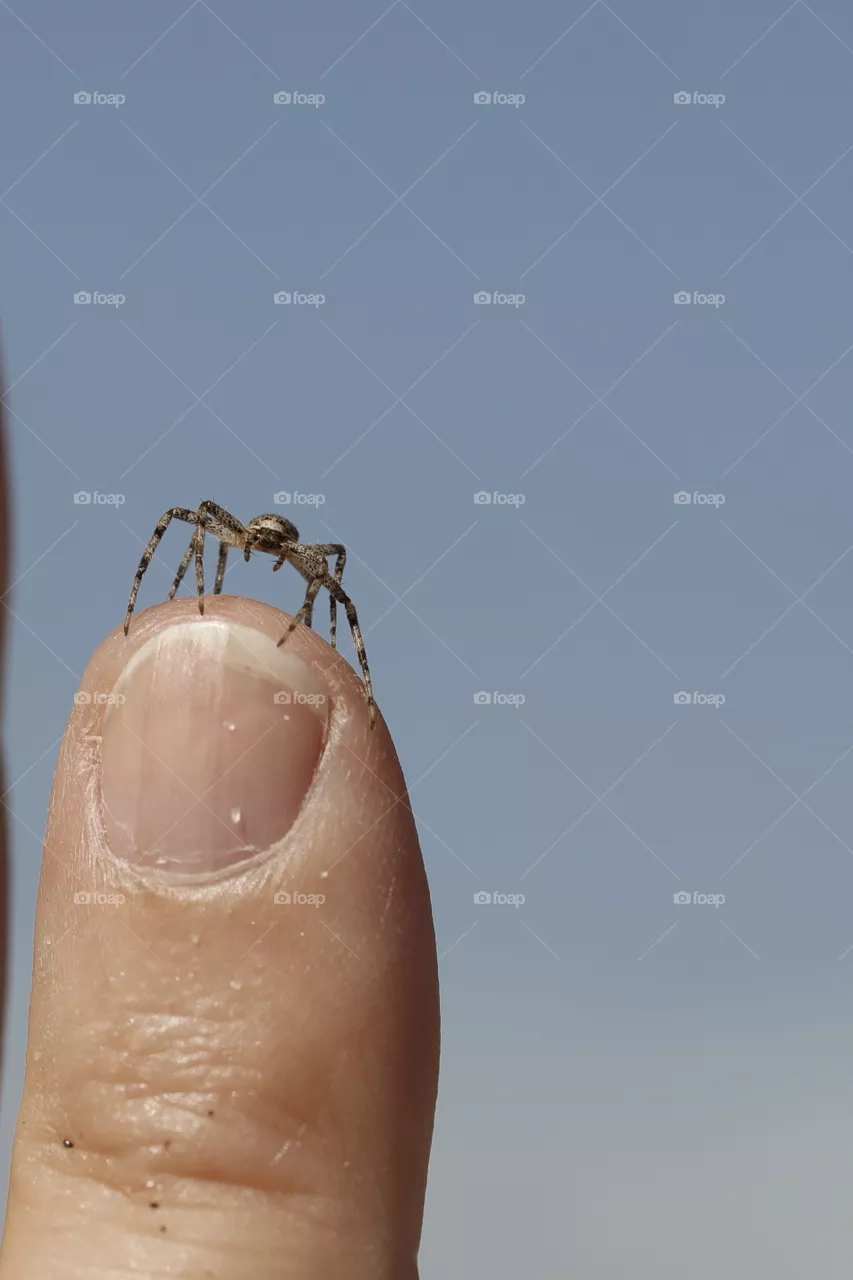 Spider