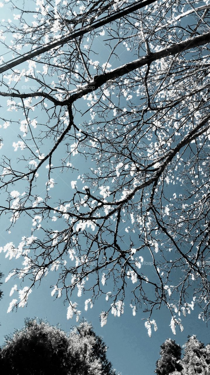 Infrared Tree Branches