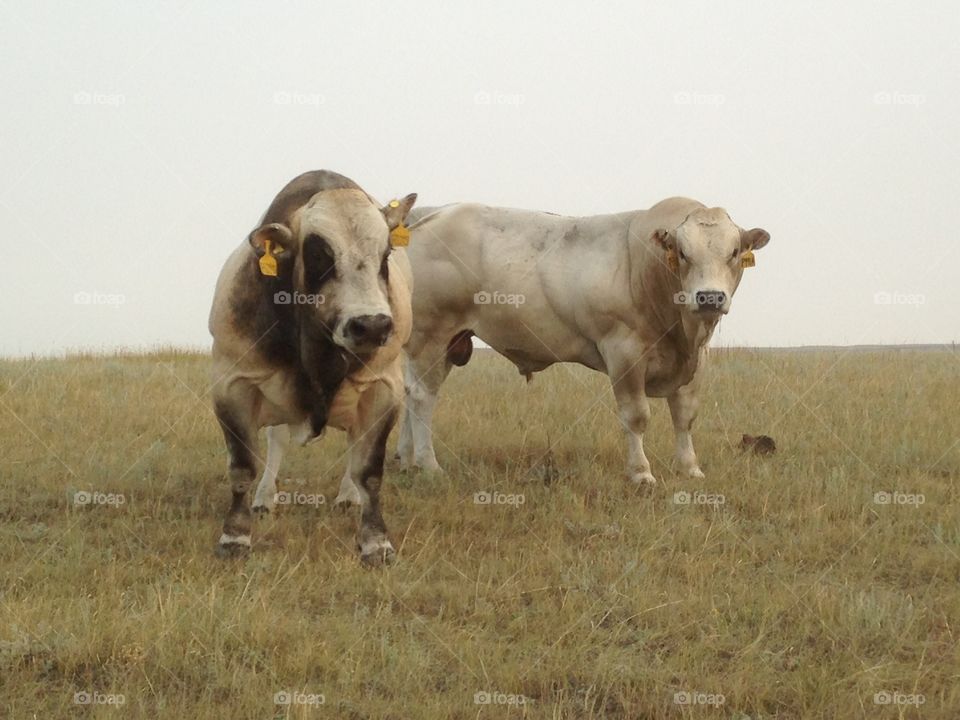 Piedmontese Bulls