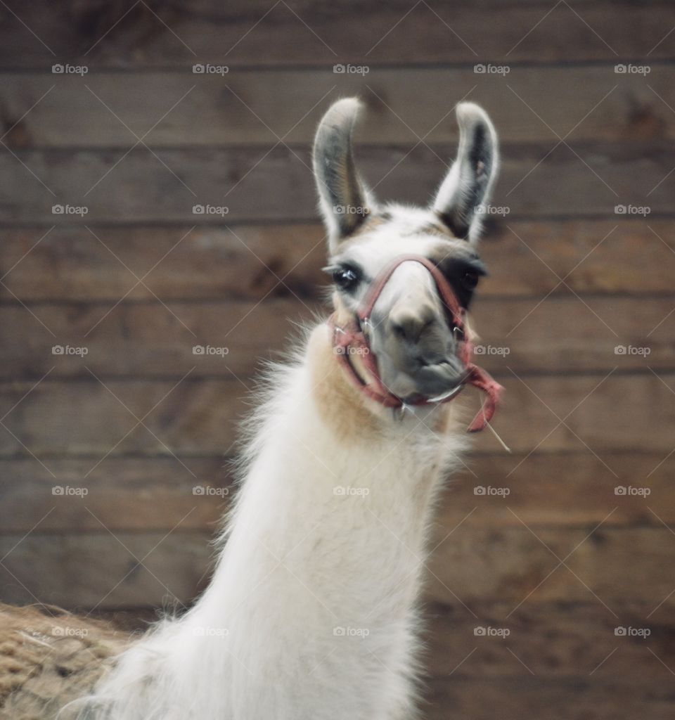 Llama headshot.  Barnyard shenanigans with a llama.  