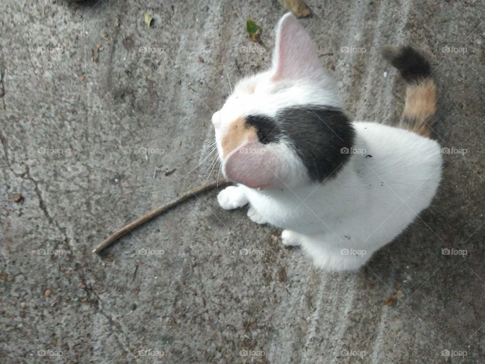 Cat chilling and viewing Life