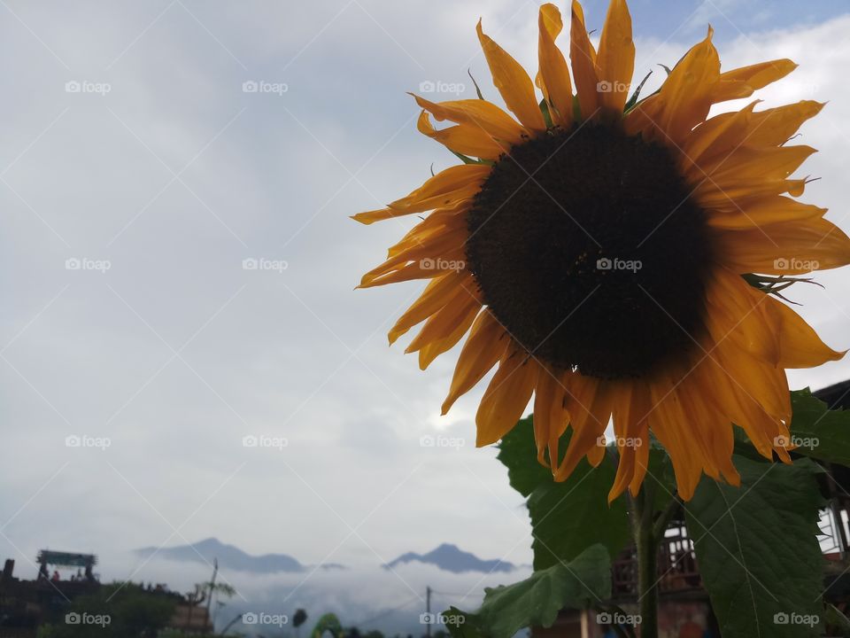 Sunflower after rain and mountains as background.