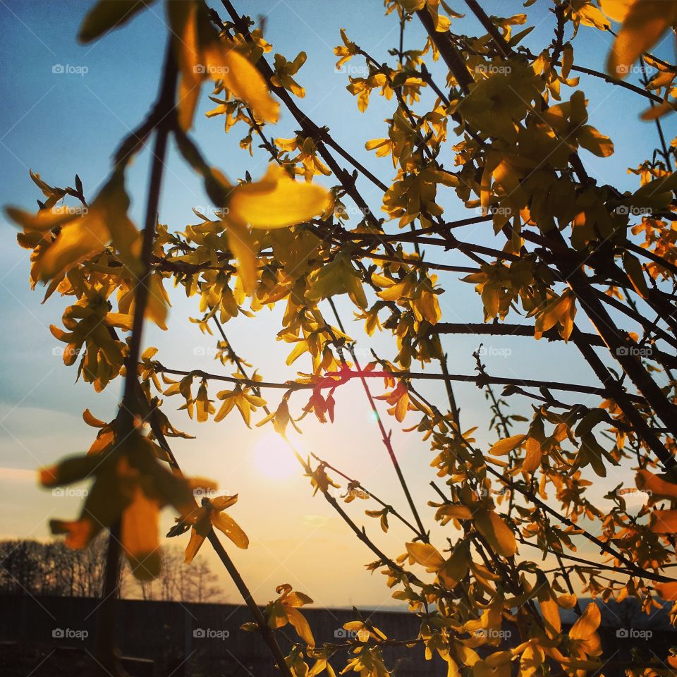 Sunlight on autumn leaves