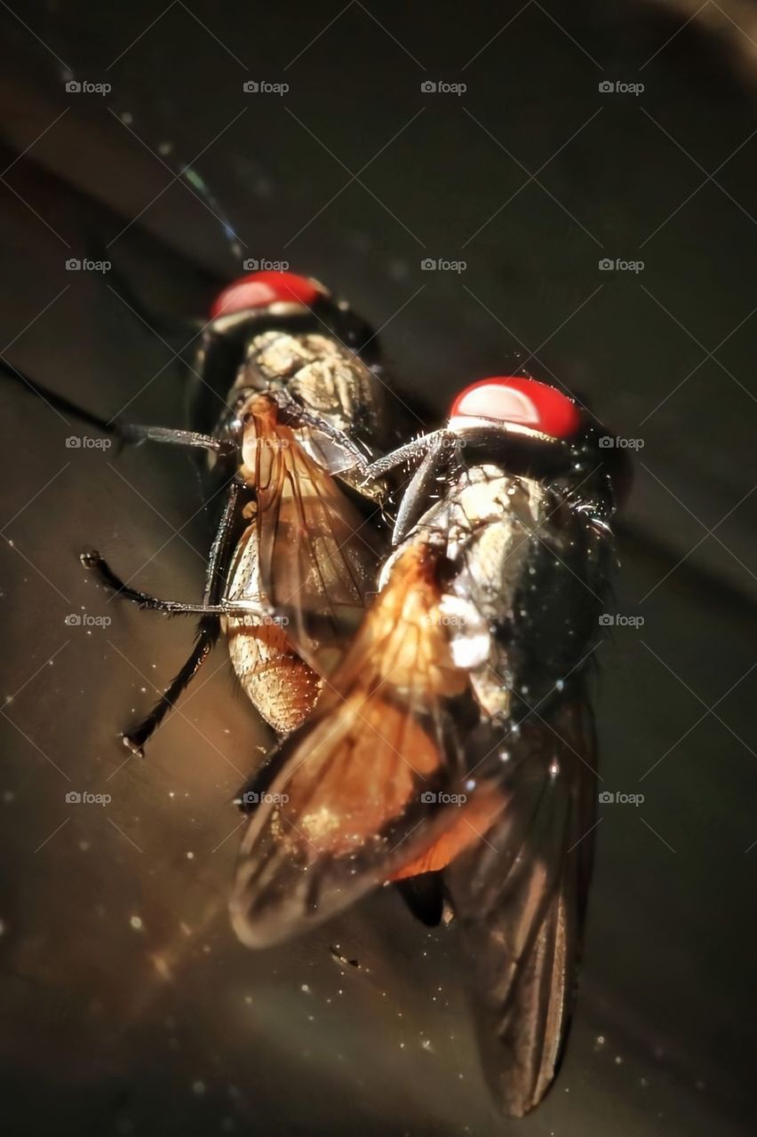 Sexo das moscas 