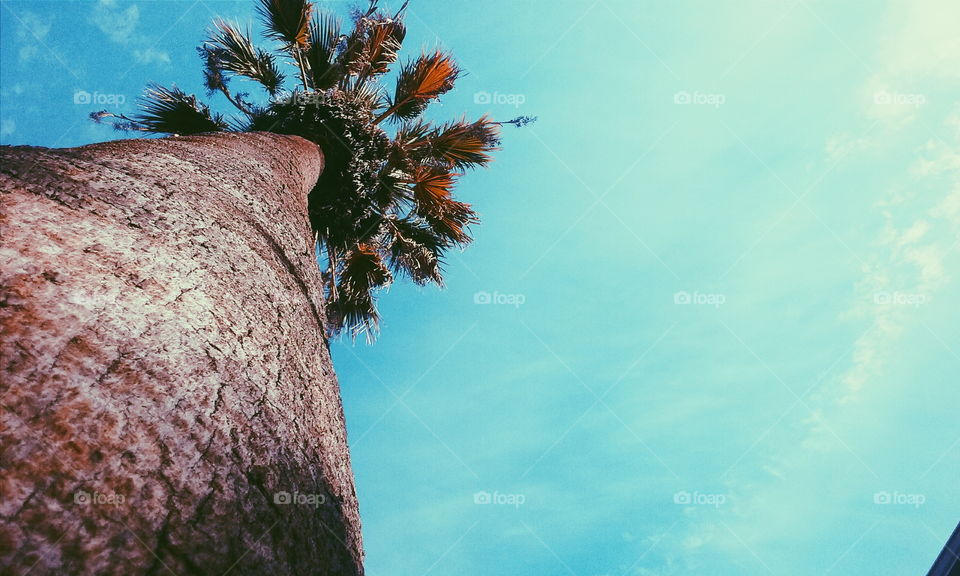 No Person, Tree, Sky, Nature, Outdoors