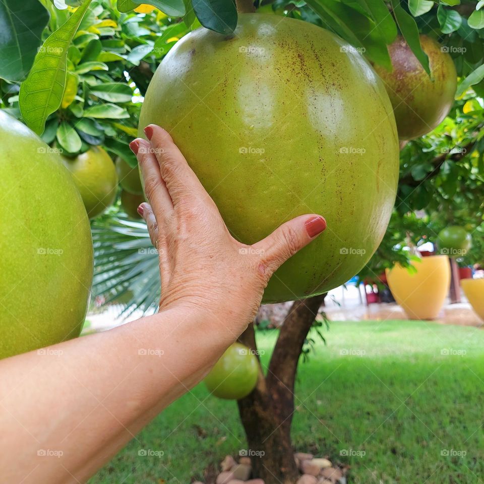 Belo fruto típico do nordeste brasileiro,  utilizado no artesanato, não é comestível.