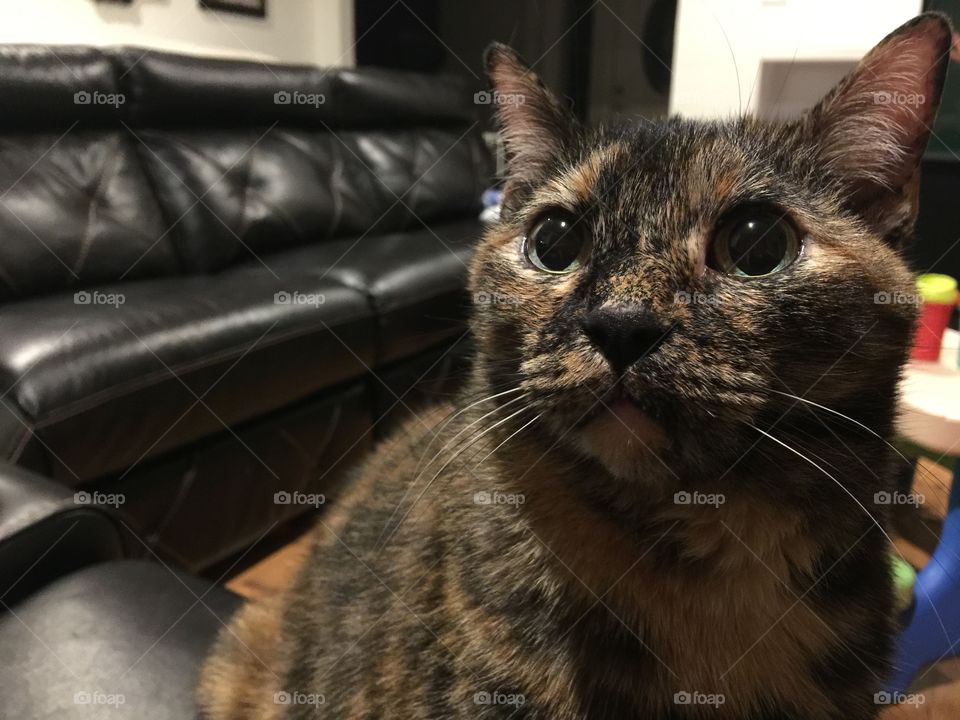 Pet cat with big eyes. Big eyed cat