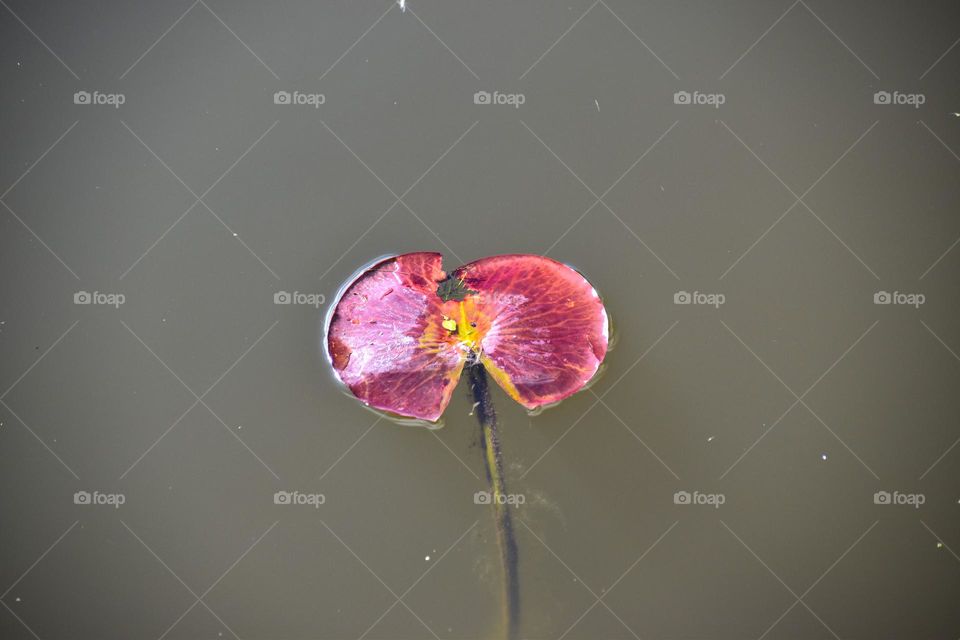 A lily pad contrasts the murky waters