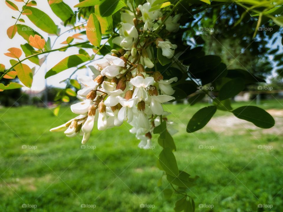 robinia vulgaris, - a fast-growing forest-forming drought-resistant tree. Popularly called white acacia.