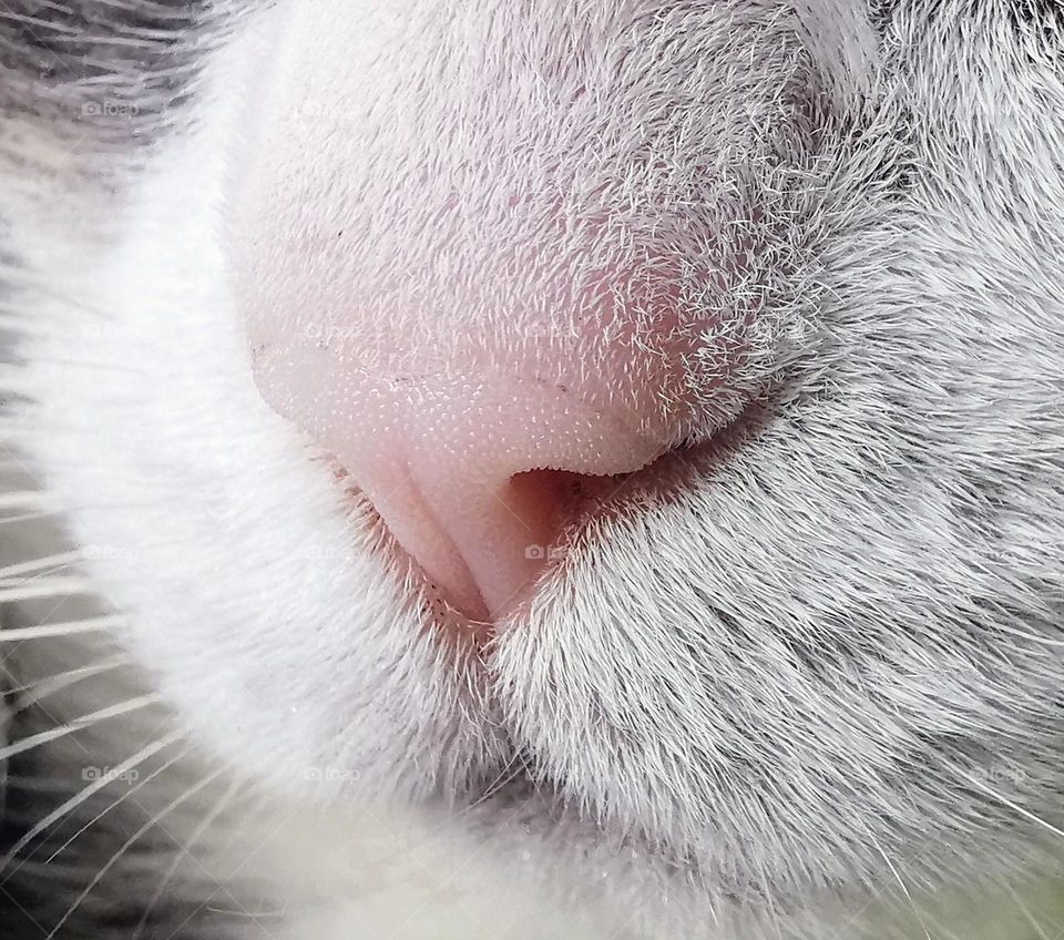 Marco shot of cat's nose with white fur