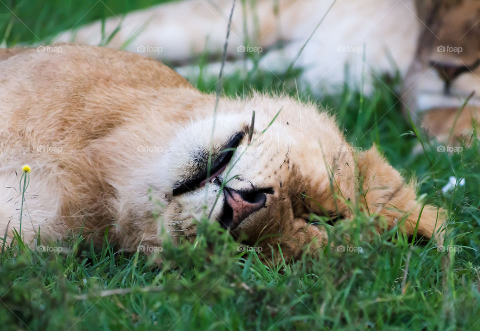 East African Lion (Panthera leo melanochaita)_Nairobi, Kenya