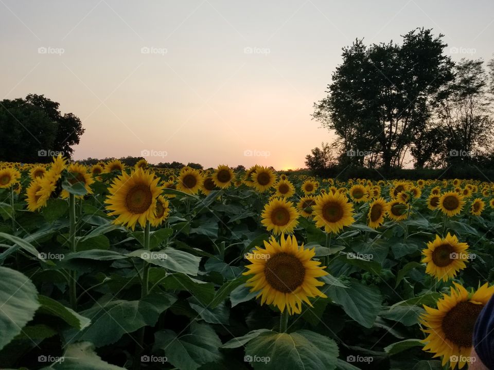 sunflower patch