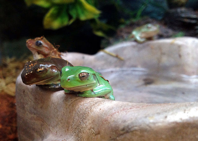 frog