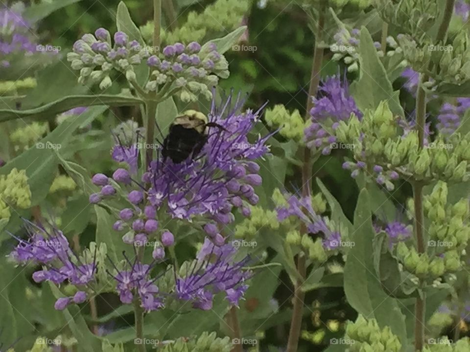 Bee pollenating flowers