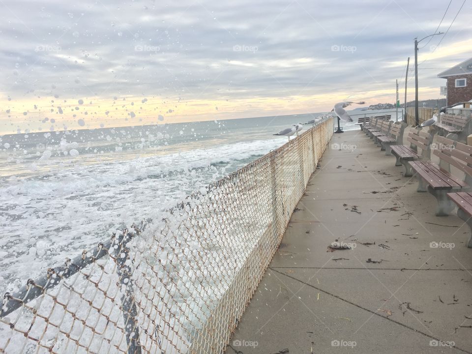 Pastel Wells beach Maine midday winter January day seagull gathering with flight and wave splash 