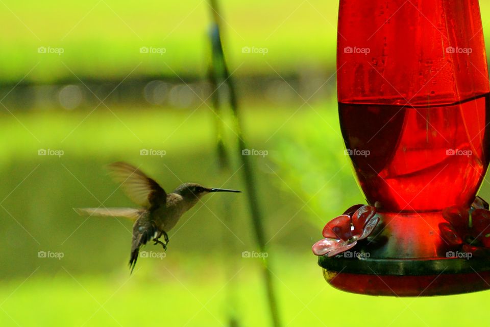 Humming Bird Feeder 