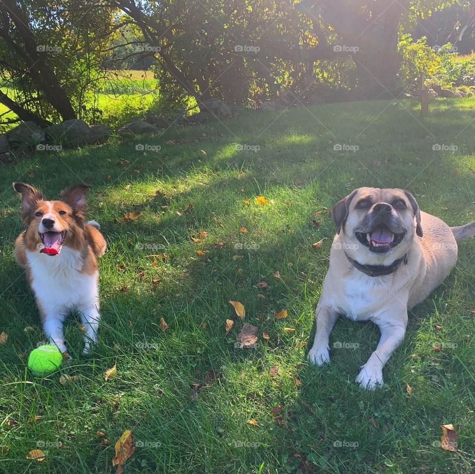 Two besties taking a break from fetch