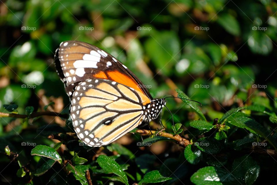 butterfly in the flowers
