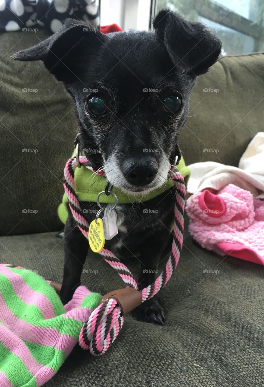 The lovely Thetyl, Senior Chihuahua Mix shelter dog 